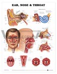 Ear, Nose & Throat Anatomical Chart